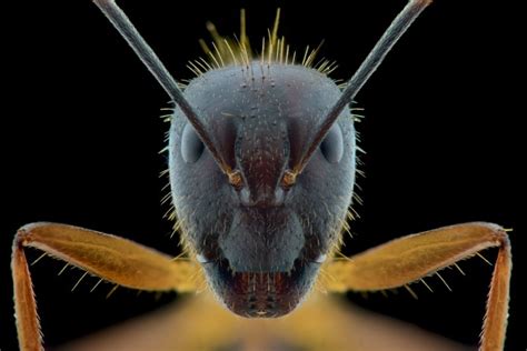 ant face in microscope